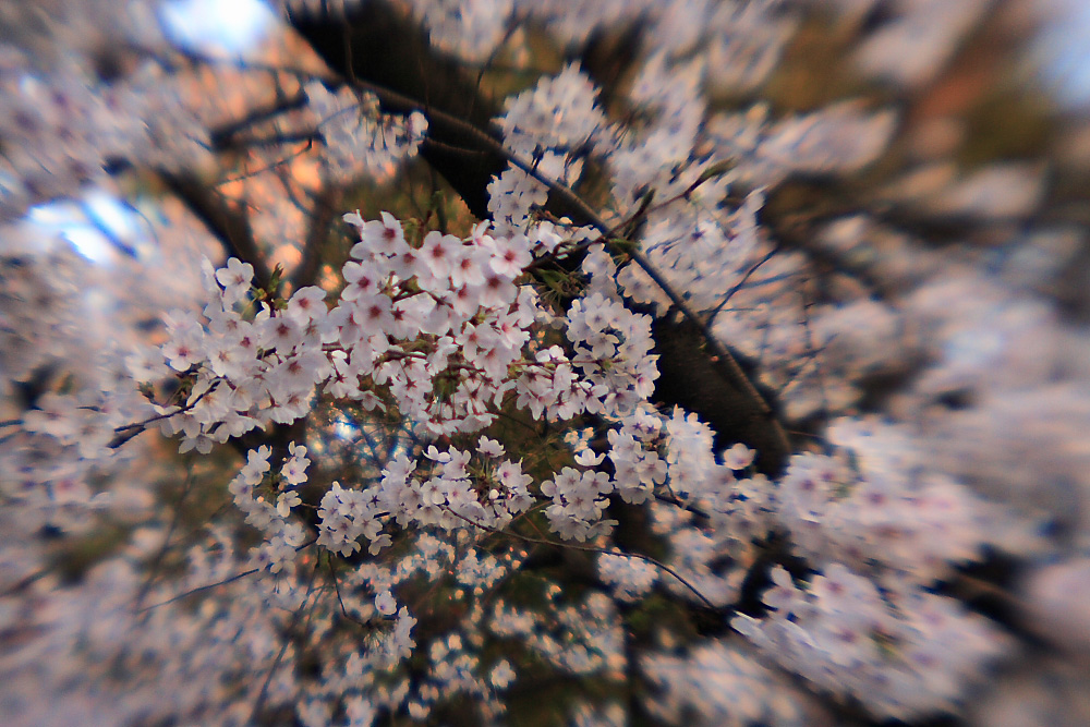 c0032494_650690.jpg