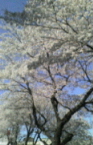b0061696_14422836.jpg
