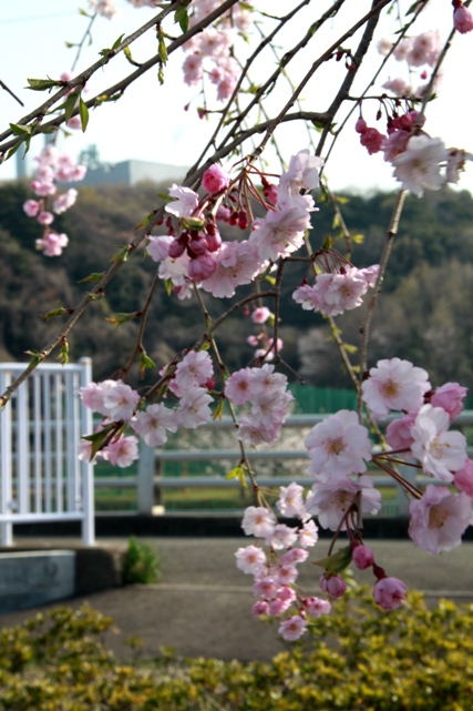f0034602_2045364.jpg