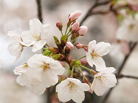 a0041508_0543751.jpg
