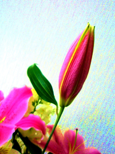 d0051418_11472382.jpg
