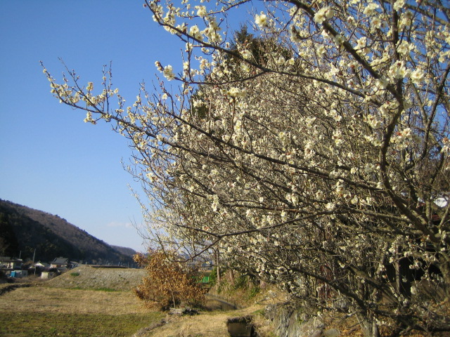 e0063923_023514.jpg