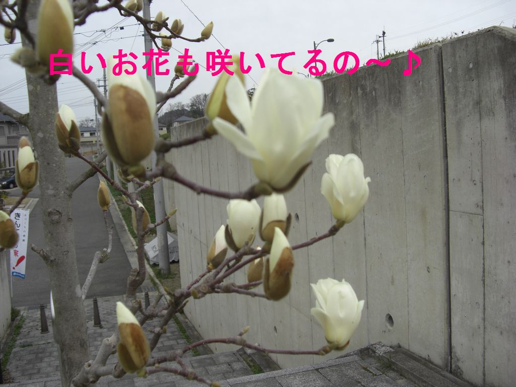 e0142430_22513699.jpg