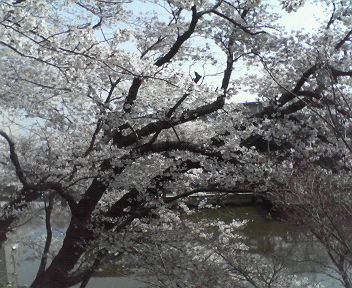e0015370_11433513.jpg