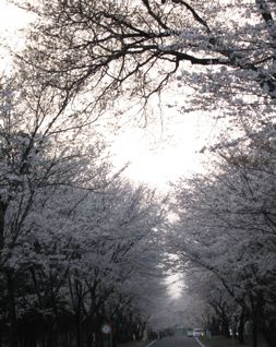 e0132881_1521535.jpg
