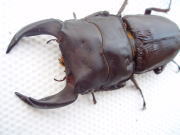 c0150582_208733.jpg