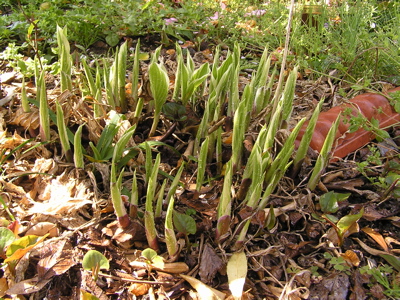 f0130894_20403648.jpg
