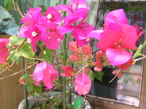 f0130894_20414960.jpg