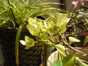 f0130894_20425219.jpg