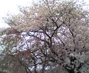 c0071003_1111172.jpg