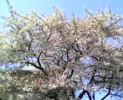 c0071003_1194736.jpg