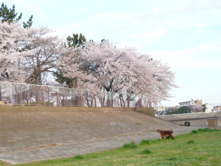 f0083013_1151348.jpg