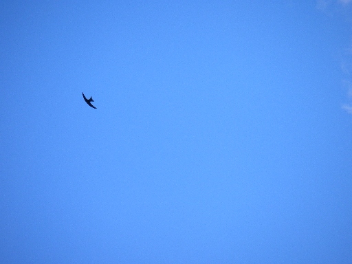 f0133814_7255897.jpg