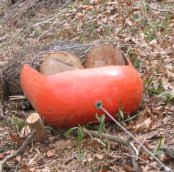e0049740_18305011.jpg