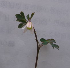 e0049740_18545643.jpg