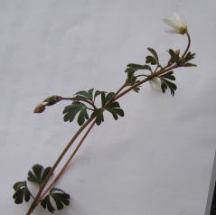 e0049740_18553666.jpg