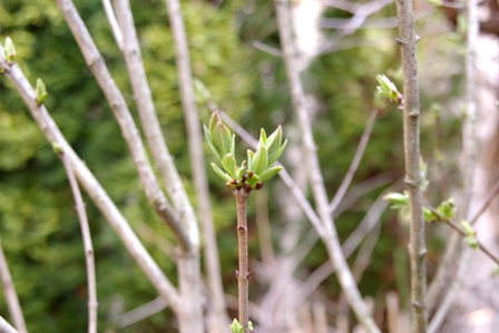 c0134543_1552933.jpg