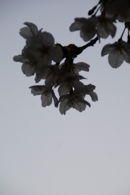 a0091666_22101784.jpg