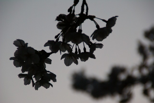 a0091666_22113453.jpg