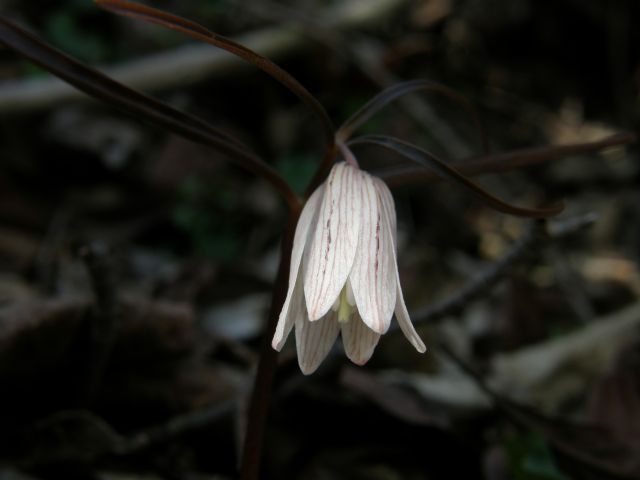 c0042869_858998.jpg
