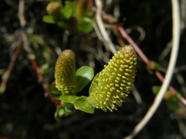 c0042869_9253997.jpg