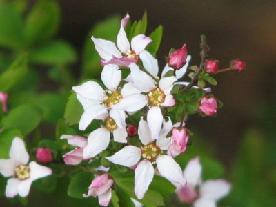 d0050472_1234259.jpg