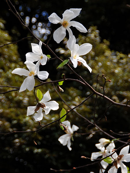 c0009981_541244.jpg