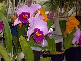 e0021004_1871640.jpg