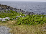 e0021004_7435116.jpg