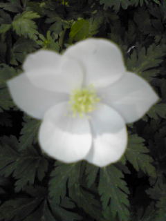 d0101409_2241322.jpg
