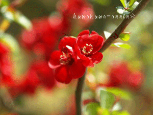 f0155120_22335949.gif