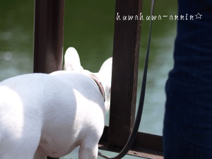 f0155120_22371854.gif