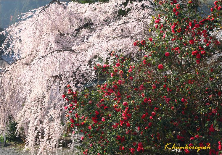 d0147530_5203166.jpg