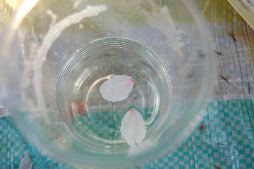 b0046349_235456100.jpg