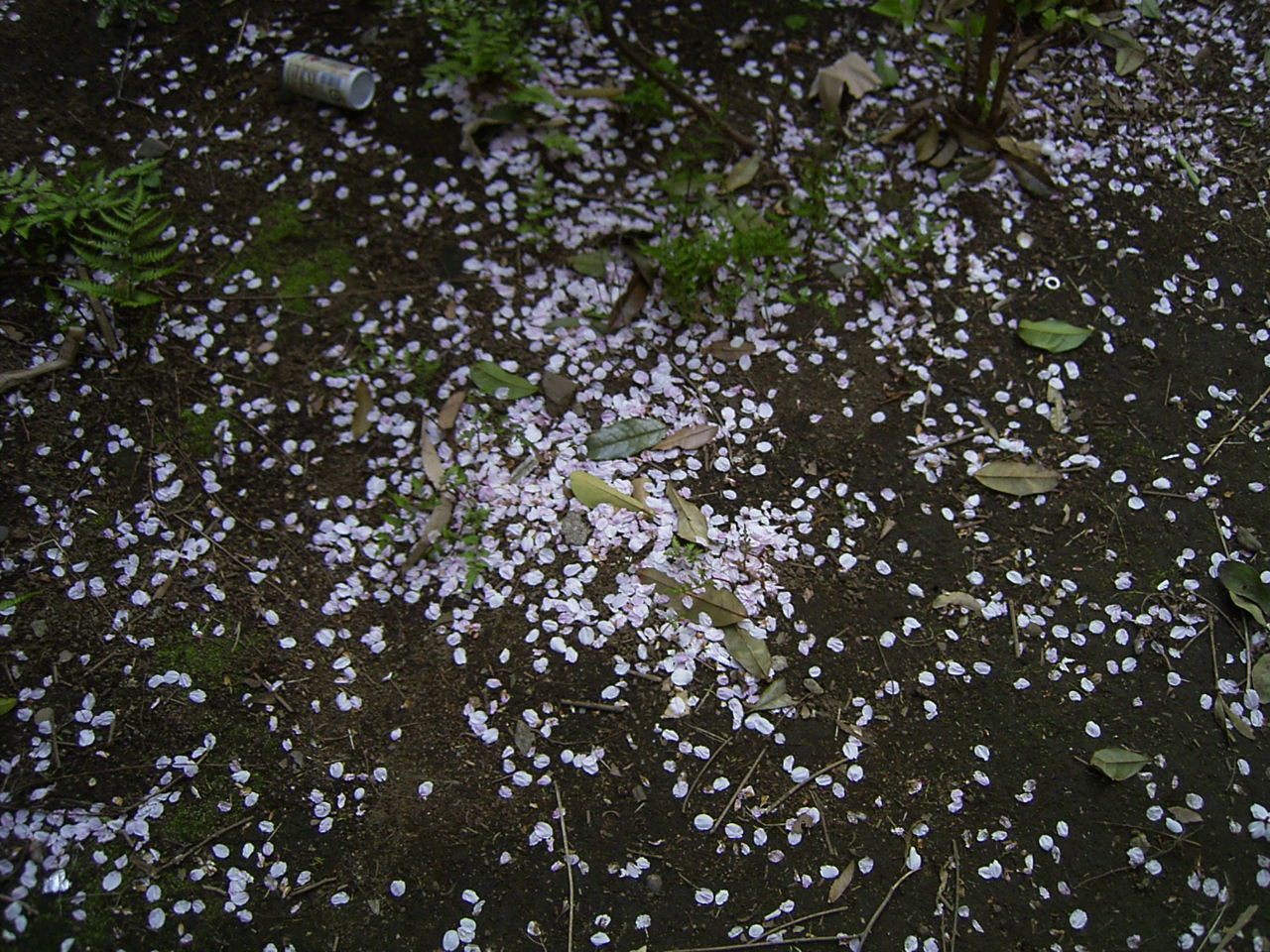 d0117565_18425862.jpg