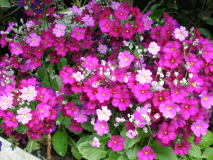 f0007580_23384222.jpg