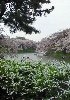 e0088684_4421996.jpg