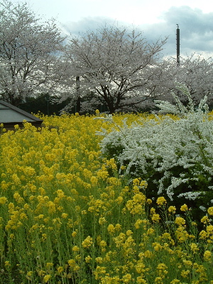 a0079803_2371520.jpg