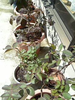 e0098908_20321951.jpg