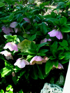e0132011_1943851.jpg