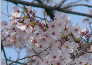 b0003613_20212340.gif