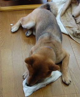 f0152315_071515.jpg