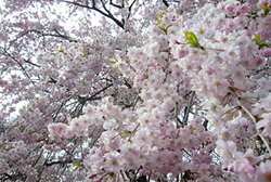 d0042618_015517.jpg