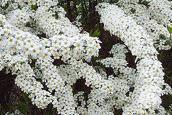 d0042618_041763.jpg