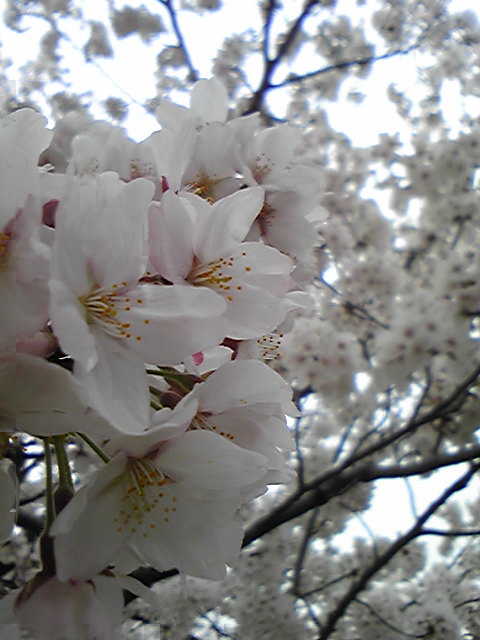 a0019322_12524190.jpg