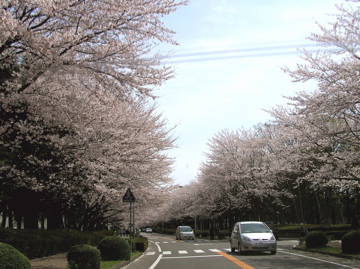 f0128723_1531436.jpg