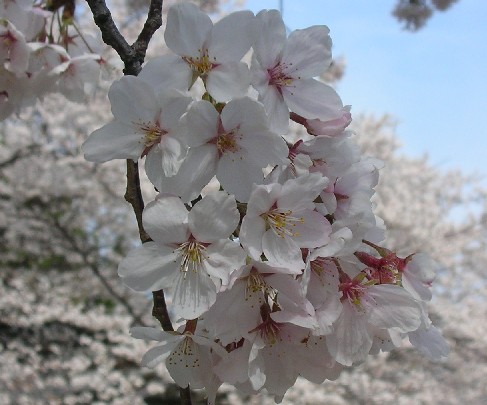 f0150629_1338305.jpg