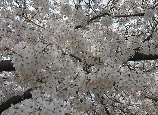 f0150629_1345428.jpg