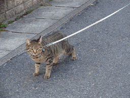 c0136736_2128122.gif