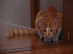 c0136736_21364678.gif